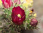 CHOLLA, STAGHORN (Cylindropuntia versicolor) (5-10-11) 78 circulo montana, patagonia lake ranch estates, scc, az -01 (5707960497).jpg