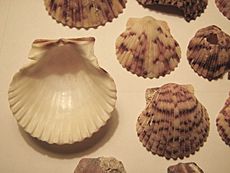 Calico scallop 02