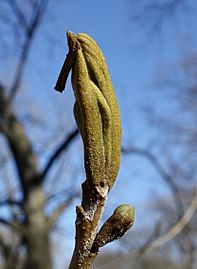 Carya cordiformis bud