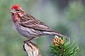 Cassin's Finch (male)