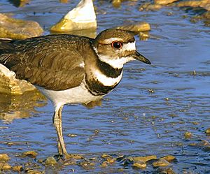 Charadrius vociferus