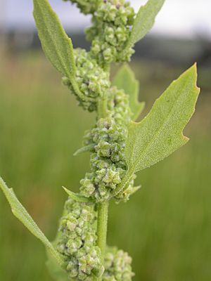 Chenopodium berlandieri (3767481597) (2)