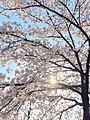 Cherryblossm in south korea