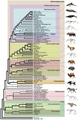 Cladogram of Cetacea within Artiodactyla