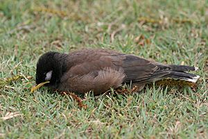 Common Myna Fledgling