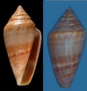 Conus desidiosus Holotype.jpg