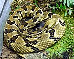 Crotalus horridus (2).jpg