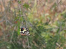 Delias aganippe on Amyema gaudichaudii