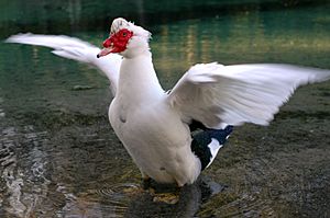 Duck wings outstretched