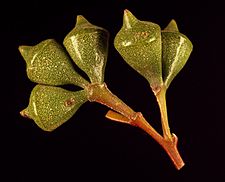 Eucalyptus megacarpa buds