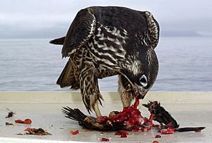 Falco peregrinus on ship USFWS