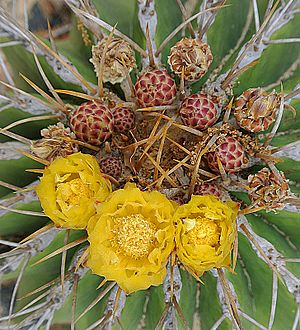 Ferocactus schwarzii (19446536634)