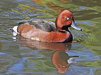 Ferruginous Duck RWD