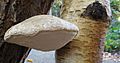 GT Birch Polypore