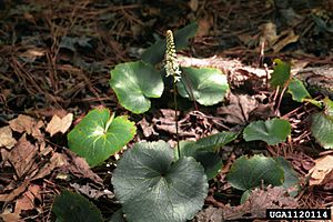 Galax urceolata.jpg