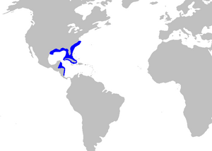 Galeus arae distmap.png