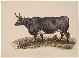 Garrard Bovine print