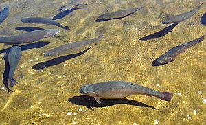 Giant Springs Trout 16