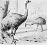 Giant moa