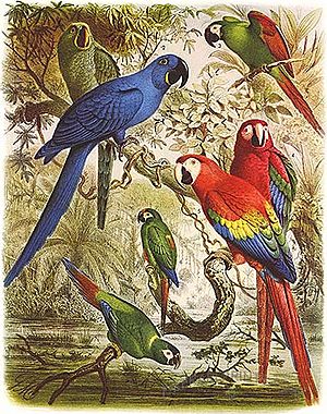 Glaucous Macaw