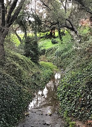 Glen Echo Creek Oakland