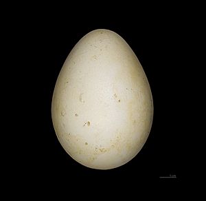 Gorfou doré MHNT