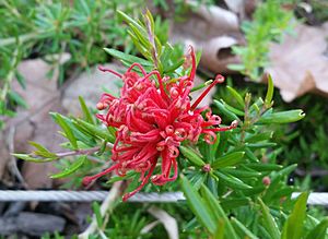 Grevillea New Blood W155919