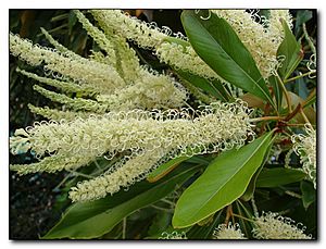 Grevillea baileyana.jpg