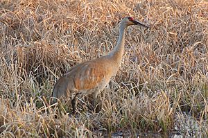 Grus canadensis, Crex Meadows