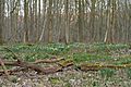 Hallerbos (DSC 2258)