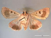 Helicoverpa armigera ventral