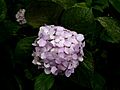 Hydrangea-08-10-08