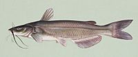 Ictalurus punctatus.jpg