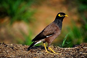 Indian Myna.JPG