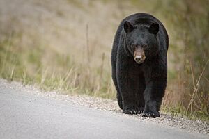 Jasper-Bear-Hunt-2.jpg