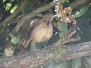 Juvenile Clay-coloured Thrush