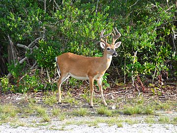 Key deer male