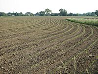 Maize seedlings in Arbigny