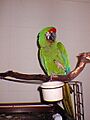 Military Macaw (Ara militaris)