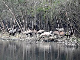 Nilgai, Dhanas Lake, Chandigarh 03