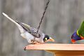 Noisy Miner pointing