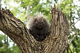 North american porcupine