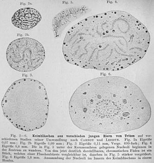 O.Hertwig1906Fig2-6