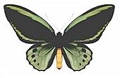 Ornithoptera priamus macalpinei