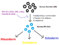 Overview of iPS cells