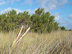 Pemphis acidula bushes02