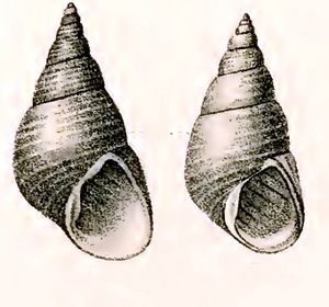 Phasianotrochus eximius 001.jpg