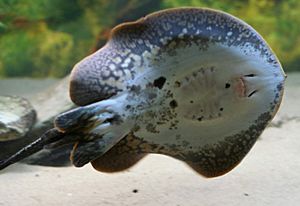 Plesiotrygon iwamae underside (Buffalo Zoo).jpg