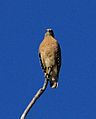 Red-shouldered Hawk - St Johns River