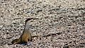 Sand Goanna on road (15734829198)